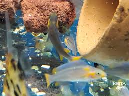 Attēlu rezultāti vaicājumam “Cygnus cygnus juvenile”