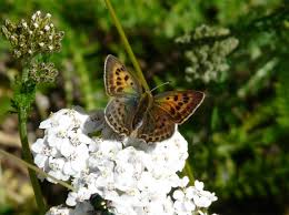 Attēlu rezultāti vaicājumam “Lycaena virgaureae female”