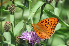 Attēlu rezultāti vaicājumam “Argynnis adippe underside”