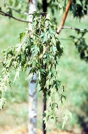 Attēlu rezultāti vaicājumam “Betula pendula flower”