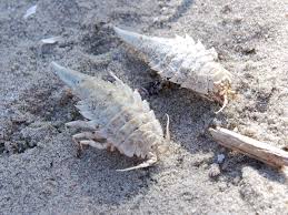 Attēlu rezultāti vaicājumam “Saduria entomon”