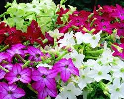 Image result for Nicotiana x sanderae