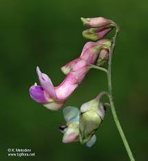 Attēlu rezultāti vaicājumam “Lathyrus niger”