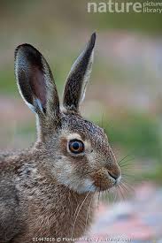 Attēlu rezultāti vaicājumam “Lepus europaeus”