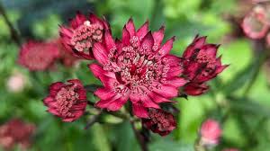 Attēlu rezultāti vaicājumam “Astrantia major fruit”