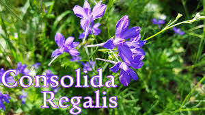 Image result for Consolida ajacis oder Consolida regalis