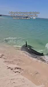 Image result for Stevenage Sharks Rhc