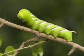 Attēlu rezultāti vaicājumam “Sphinx ligustri larva”