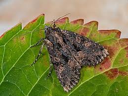 Attēlu rezultāti vaicājumam “Mniotype satura”