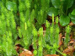 Attēlu rezultāti vaicājumam “Lycopodiaceae”