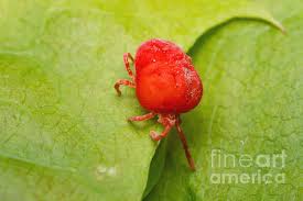 Attēlu rezultāti vaicājumam “Trombidiidae”