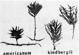 Attēlu rezultāti vaicājumam “Climacium dendroides sporophyte”