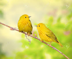 Image result for Dendroica petechia