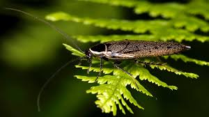 Attēlu rezultāti vaicājumam “Ectobius sylvestris male”