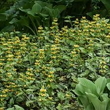 Attēlu rezultāti vaicājumam “Lamiastrum galeobdolon”