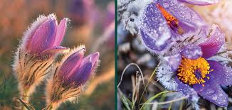 Attēlu rezultāti vaicājumam “Pulsatilla patens fruit”