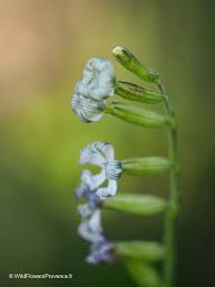 Attēlu rezultāti vaicājumam “Silene nutans flower”