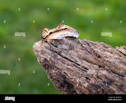 Attēlu rezultāti vaicājumam “Pheosia gnoma male”