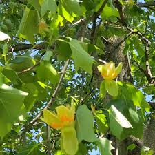 Attēlu rezultāti vaicājumam “Populus x jackii flower”
