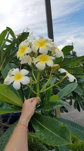 Image result for Leaves Green Bowmen