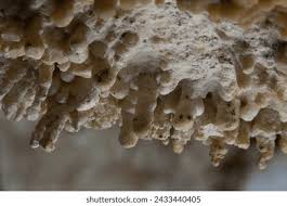 Attēlu rezultāti vaicājumam “Antrodia sinuosa”