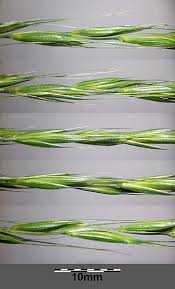 Attēlu rezultāti vaicājumam “Elymus caninus”