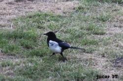 Attēlu rezultāti vaicājumam “Pica pica adult”