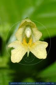 Attēlu rezultāti vaicājumam “Impatiens parviflora flower”