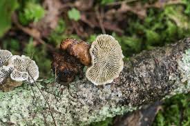 Attēlu rezultāti vaicājumam “Daedalea quercina”