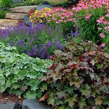 Image result for Heuchera `Palace Purple`