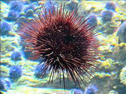 Image result for Mesocentrotus franciscanus