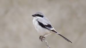 Attēlu rezultāti vaicājumam “Lanius excubitor”