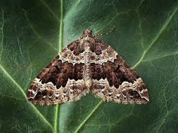 Attēlu rezultāti vaicājumam “Lampropteryx suffumata”