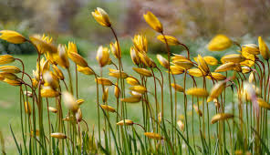 Attēlu rezultāti vaicājumam “Tulipa sylvestris”