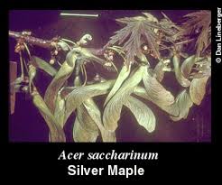 Attēlu rezultāti vaicājumam “Acer saccharinum fruit”