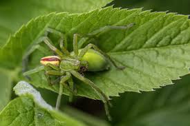 Attēlu rezultāti vaicājumam “Micrommata virescens”