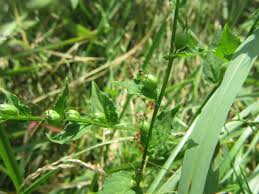 Attēlu rezultāti vaicājumam “Calystegia inflata leaf”