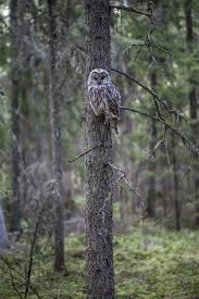 Attēlu rezultāti vaicājumam “Strix uralensis adult”
