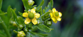 Attēlu rezultāti vaicājumam “Ranunculus sceleratus fruit”