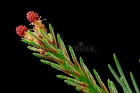 Attēlu rezultāti vaicājumam “Picea abies female flower”