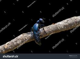 Attēlu rezultāti vaicājumam “Meloe sp.”