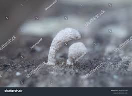 Attēlu rezultāti vaicājumam “Arcyria cinerea”