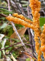 Attēlu rezultāti vaicājumam “Lignydium muscorum spores”