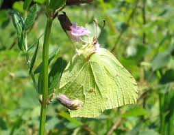 Attēlu rezultāti vaicājumam “Gonepteryx rhamni male”