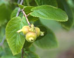 Attēlu rezultāti vaicājumam “Corylus avellana fruit”