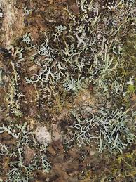 Attēlu rezultāti vaicājumam “Hypogymnia vittata”