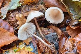 Attēlu rezultāti vaicājumam “Mycena zephirus”