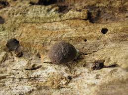 Attēlu rezultāti vaicājumam “Dictydiaethaliaceae”