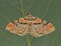 Attēlu rezultāti vaicājumam “Catarhoe rubidata”