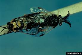 Attēlu rezultāti vaicājumam “Diprionidae”